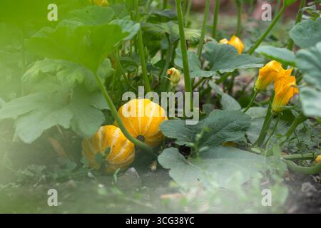 Orangenkürbis wächst auf dem Bett im Garten, erntet Bio-Gemüse. Blick auf den Herbst im Landhausstil. Stockfoto