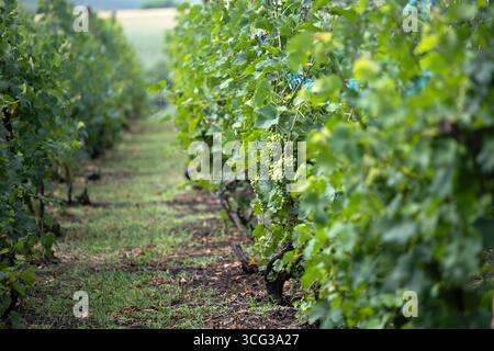 Eine Reihe von Weinreben, die im Sonnenlicht getaucht sind, mit grünen Blättern und unreifen Trauben Stockfoto