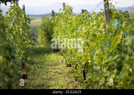 Eine Reihe von Weinreben, die im Sonnenlicht getaucht sind, mit grünen Blättern und unreifen Trauben Stockfoto