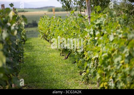 Eine Reihe von Weinreben, die im Sonnenlicht getaucht sind, mit grünen Blättern und unreifen Trauben Stockfoto
