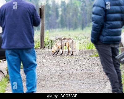 Rotfuchs Vulpes vulpes schnüffelt auf einem Parkplatz mit Besuchern im Vordergrund, Lamar Valley, Yellowstone National Park, Wyoming, USA, Juni Stockfoto