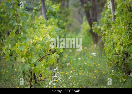 Eine Reihe von Weinreben, die im Sonnenlicht getaucht sind, mit grünen Blättern und unreifen Trauben Stockfoto