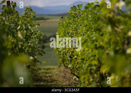 Eine Reihe von Weinreben, die im Sonnenlicht getaucht sind, mit grünen Blättern und unreifen Trauben Stockfoto