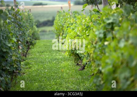 Eine Reihe von Weinreben, die im Sonnenlicht getaucht sind, mit grünen Blättern und unreifen Trauben Stockfoto