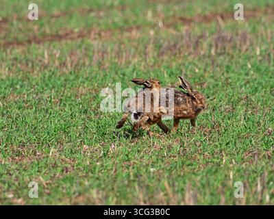 Braunhase Lepus europaeus Erwachsene boxen auf einem Feld, Breamore, Hampshire, England, Vereinigtes Königreich, April 2023 Stockfoto
