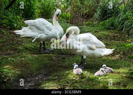 Stummschaltung von Schwan, Swannery, Abbotsbury, Dorset, Großbritannien Stockfoto