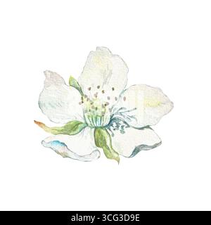 Weiße Blume von Himbeere, Erdbeere, brombeere, Kirsche. Schöne Beerenblüte. Handgezeichnete Aquarellillustration isoliert. Botanische Clips für Stockfoto