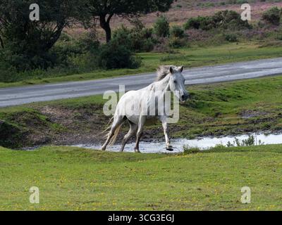 New Forest Pony Equus caballus, der während einer Drift durch einen Bach läuft, in der Nähe von Brockenhurst, New Forest National Park, Hampshire, England, Großbritannien, September Stockfoto