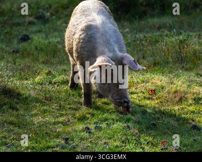 Das große weiße Schwein Sus scrofa domesticus trat für die Pfannage Saison in Eyeworth, New Forest National Park, Hampshire, England, Großbritannien, im Oktober 2021 auf Stockfoto