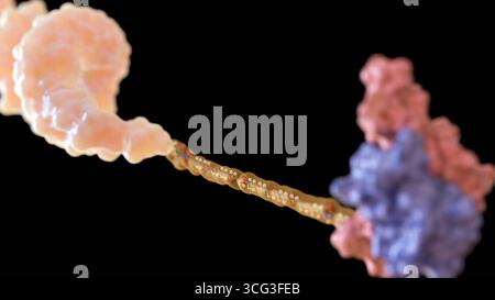 3D-Darstellung von Peptid-Oligonukleotid-Konjugat oder POC. Das Molekül besteht aus einer doppelsträngigen DNA-Helix-, Linker- und Peptidkette. Stockfoto