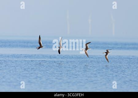 Amerikanische schwarze Skimmer (Rynchops niger) im Flug. Stockfoto