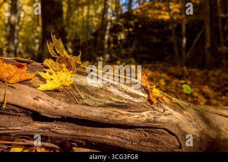 Ahornblätter liegen auf einem Baumstamm im Wald Stockfoto