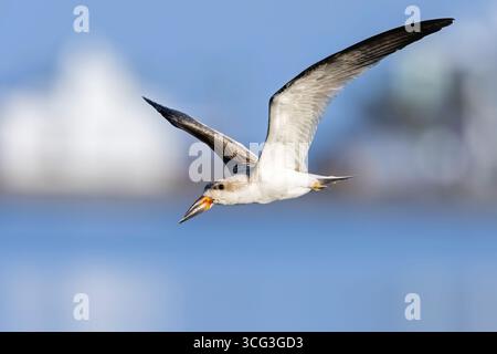 Ein junger amerikanischer Schwarzskimmer (Rynchops niger) im Flug. Stockfoto