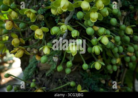 Kepel-Früchte oder Burahol-Blüten (Stelechocarpus burahol), auf dem Baumstamm, ausgewählter Fokus. Stockfoto
