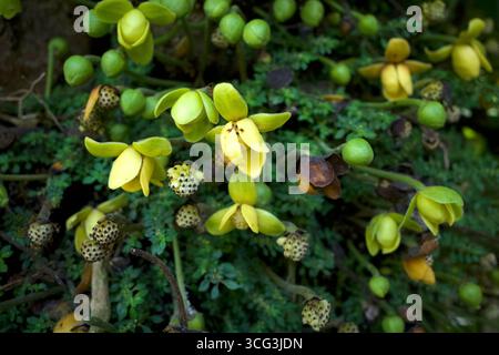 Kepel-Früchte oder Burahol-Blüten (Stelechocarpus burahol), auf dem Baumstamm, ausgewählter Fokus. Stockfoto