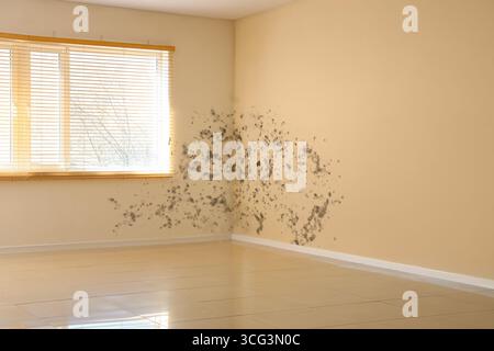 Innenraum des leeren Raumes mit Schimmel an den Wänden Stockfoto