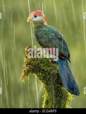 Großer blauer Turaco (Corythaeola cristata) exotischer tropischer Vogel, der auf moosigem Zweig im Regen thront Stockfoto