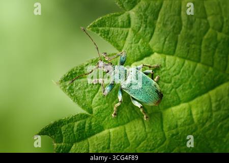 Brennnesselblattkäfer (Phyllobius pomaceus) von oben auf einem grünen Blatt Stockfoto