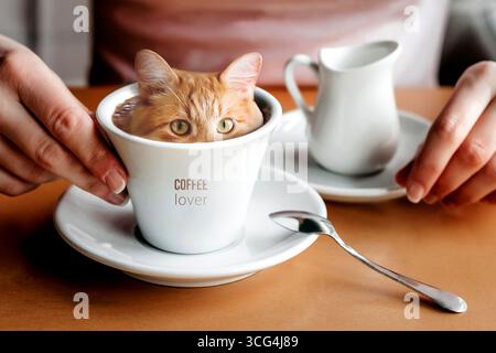 Die Katze in der Kaffeetasse kreatives Konzept. Ein Liebhaber von Morgenkaffee, der auf einem Cappuccino zeichnet. Rote Katze versteckt sich in einem Becher. Versteck dich und suche Spiel Stockfoto