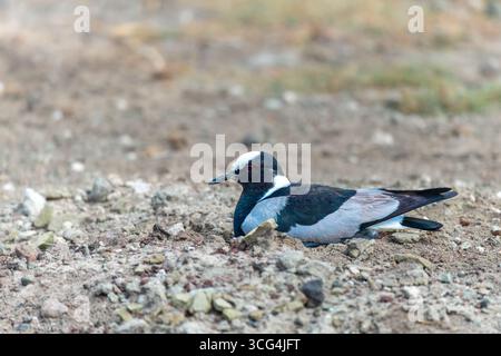 Schmiedekippen oder Schmiedepfeifer (Vanellus armatus) nisten. Dieser langbeinige Ufervogel findet sich in offenen, grasbewachsenen und buschigen Gegenden in der Nähe des Wassers Stockfoto