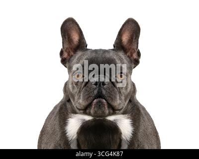 französisch Bulldog isoliert auf weißem Hintergrund Stockfoto