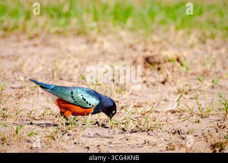 Superstar Starling (Lamprotornis Superbus) am Ol Pejeta Conservancy ist ein 360 km² (140 sq mi) gemeinnütziges Naturschutzgebiet im zentralkenianischen L Stockfoto