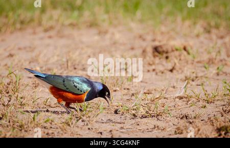 Superstar Starling (Lamprotornis Superbus) am Ol Pejeta Conservancy ist ein 360 km² (140 sq mi) gemeinnütziges Naturschutzgebiet im zentralkenianischen L Stockfoto