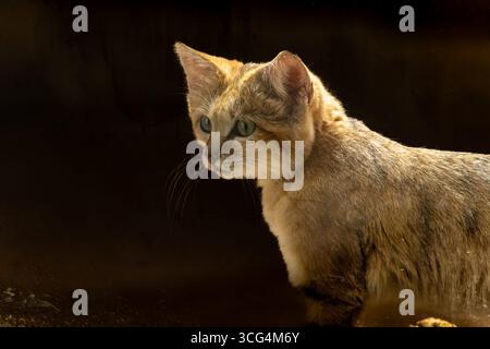 Sandkatze (Felis margarita). Diese Katze lebt in den Wüstenzonen Nordafrikas und einigen Regionen des Nahen Ostens und Zentralasiens. Es hat großes e Stockfoto