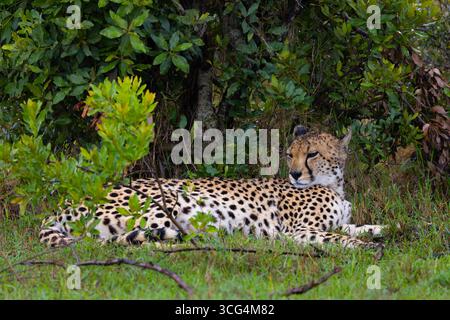 Cheetahs (Acinonyx jubatus) liegt unter einem Busch auf der Solio Ranch, einem privaten Naturschutzgebiet in Kenias Zentralprovinz in der Nähe von Naro Stockfoto