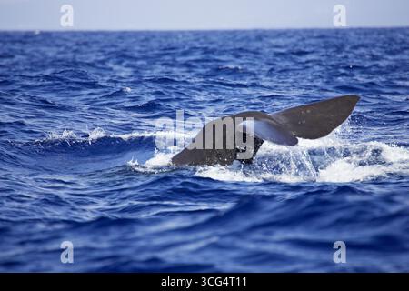 Pottwal Physeter macrocephalus Azoren Portugal Stockfoto
