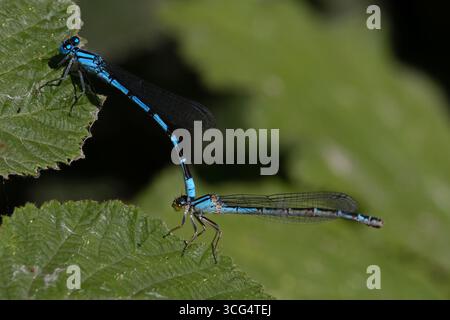 Gemeine blaue Damselfliege, auch bekannt als gemeine Blaublüte (Enallagma cyathigerum), im Tandem Stockfoto