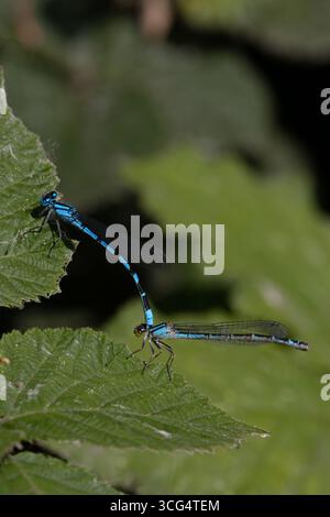 Gemeine blaue Damselfliege, auch bekannt als gemeine Blaublüte (Enallagma cyathigerum), im Tandem Stockfoto