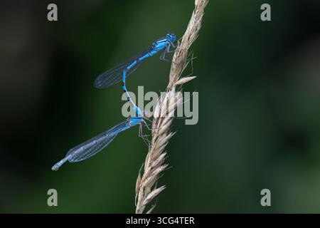 Gemeine blaue Damselfliege, auch bekannt als gemeine Blaublüte (Enallagma cyathigerum), im Tandem Stockfoto
