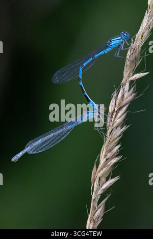 Gemeine blaue Damselfliege, auch bekannt als gemeine Blaublüte (Enallagma cyathigerum), im Tandem Stockfoto