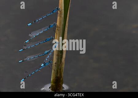 Gemeine Blaue Damselfliege auch bekannt als gemeine Blaue (Enallagma cyathigerum) Stockfoto