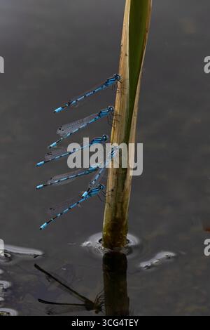 Gemeine Blaue Damselfliege auch bekannt als gemeine Blaue (Enallagma cyathigerum) Stockfoto