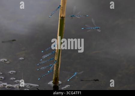 Gemeine Blaue Damselfliege auch bekannt als gemeine Blaue (Enallagma cyathigerum) Stockfoto