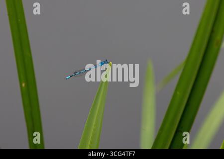 Gemeine Blaue Damselfliege auch bekannt als gemeine Blaue (Enallagma cyathigerum) Stockfoto