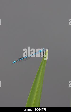 Gemeine Blaue Damselfliege auch bekannt als gemeine Blaue (Enallagma cyathigerum) Stockfoto