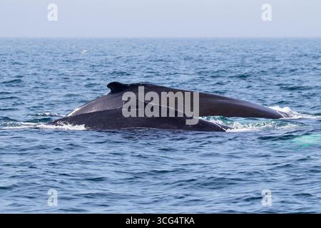 Buckelwal Megaptera novaeangliae Mutter und Kalb vor der Grand Manan Island Bay of Fundy New Brunswick Kanada August 2016 Stockfoto