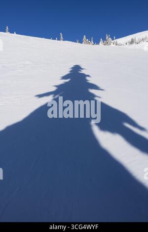 Ruhige Winterszene Mit Dem Schatten Des Hohen Kiefernbaums, Der Auf Den Schneebedeckten Berghang Bei Sonnenschein Fällt Stockfoto