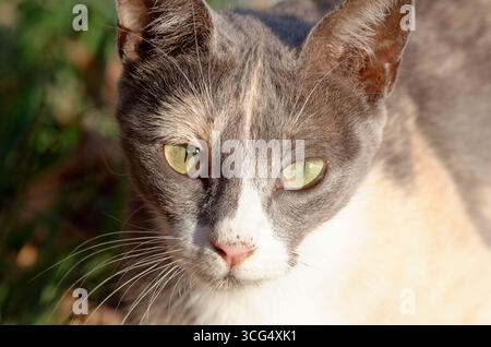 Eine Katze mit fesselnden grünen Augen. Stockfoto
