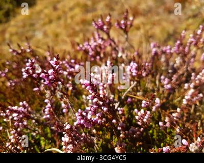Nahaufnahme wilder, zartrosa Heidekraut-Blüten im goldenen Herbstlicht auf einem grasbewachsenen Hang Stockfoto