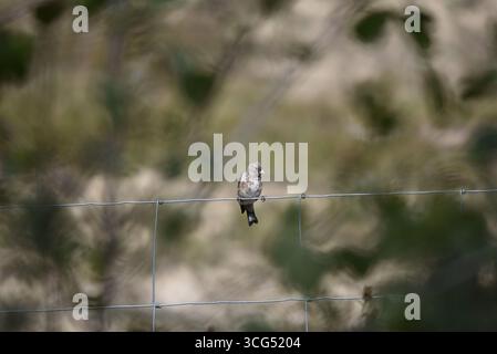 Junger Europäischer Goldfinch (Carduelis carduelis), der die Kamera von oben über Stacheldrahtzaun vor einem verschwommenen Hintergrund des Sunny Woodlands, Großbritannien zeigt Stockfoto