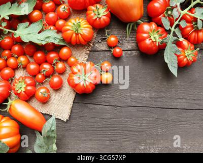 Die Ernte verschiedener Tomaten. Auswahl an frischen, farbenfrohen Tomaten. Verschiedene Tomaten/Paradeiser-Sorten Stockfoto