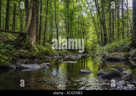 Ein ruhiger Bach fließt durch einen dichten Wald. Hohe Bäume umgeben das klare Wasser, während das Licht sanft im Wasser reflektiert wird. Die Natur ist lebendig und Stockfoto