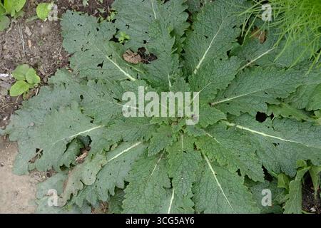Rosette der Wildblume Twiggy Mullein (Verbascum virgatum), die in einem Kleingarten wächst und markante grüne Blätter zeigt Stockfoto