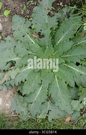 Rosette der Wildblume Twiggy Mullein (Verbascum virgatum), die in einem Kleingarten wächst und markante grüne Blätter zeigt Stockfoto