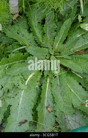 Rosette der Wildblume Twiggy Mullein (Verbascum virgatum), die in einem Kleingarten wächst und markante grüne Blätter zeigt Stockfoto