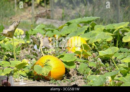 Kürbisse Reifen auf der Weinrebe in einem Kleingarten, umgeben von grünen Blättern in der Sommersonne. Stockfoto